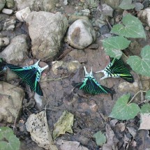 Blue-green butterflies